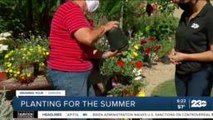 Growing Your Garden: Keeping your plants safe