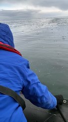 Penguin Leaps into Passing Boat