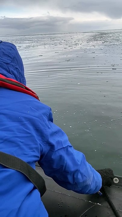Penguin Leaps into Passing Boat