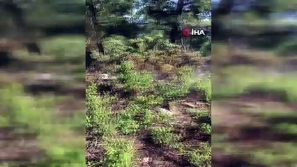 Domuz gelmesin diye yakıldığı iddia edilen ateş ormanı yaktı
