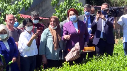 RİZE - Akşener, vatandaşlarla bahçeye girerek bir süre çay topladı