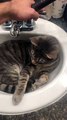 Cat in Sink Confused by Water Stream