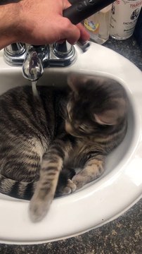 Cat in Sink Confused by Water Stream