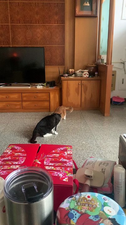 Roly Poly Battle Cats