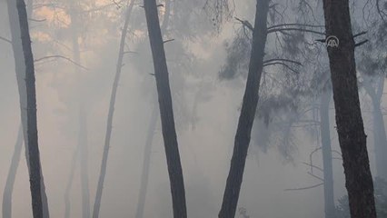 Çam ağaçlarının bulunduğu 10 dönümlük alan yangında zarar gördü