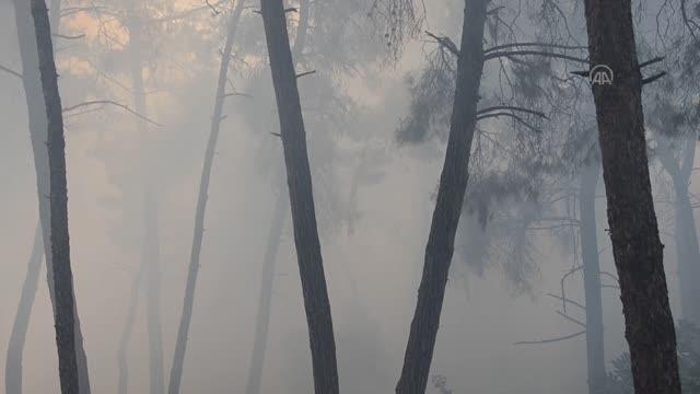 Çam ağaçlarının bulunduğu 10 dönümlük alan yangında zarar gördü