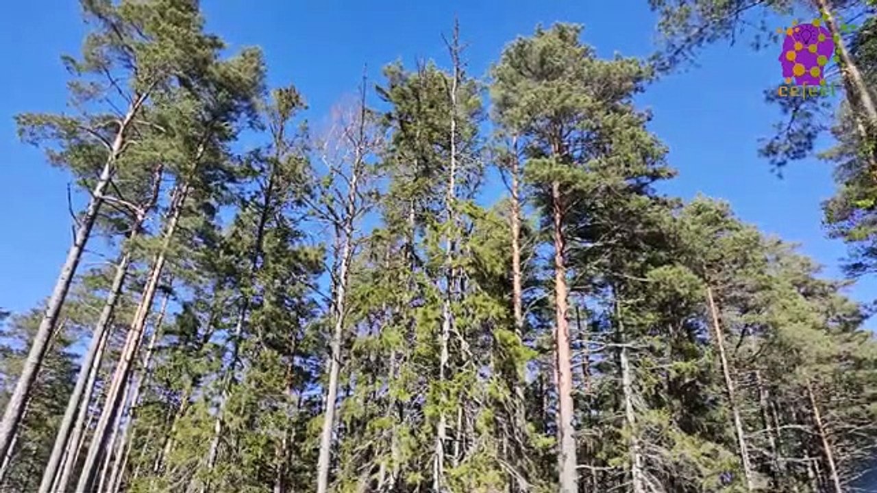 15 Minute Peaceful Relaxing Music | Forest | Trees | Self-love | Soothing | Anxiety-Relief | Slow | Instrumental | Sleep | Therapeutic | Study | Calming | Healing