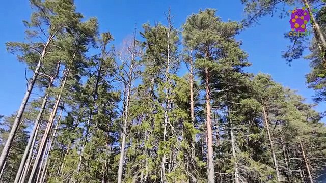 15 Minute Peaceful Relaxing Music | Forest | Trees | Self-love | Soothing | Anxiety-Relief | Slow | Instrumental | Sleep | Therapeutic | Study | Calming | Healing