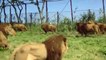 Un parc animalier Japonais qui accueille des centaines de lions