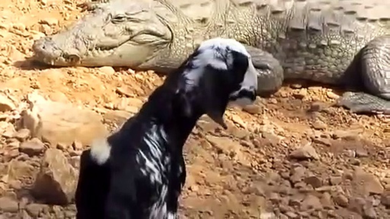 Ces chèvres n'ont peur de rien et surtout pas de crocodiles