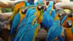 Scientists Determine How Many Wild Birds Populate the Planet and… It’s a Lot