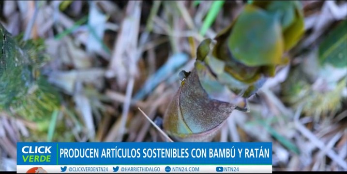 Impulsan siembra de bambú y ratán como herramientas de mitigación de gases contaminantes