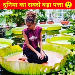 दुनिया का सबसे बड़ा पत्ता | Amazing Facts.