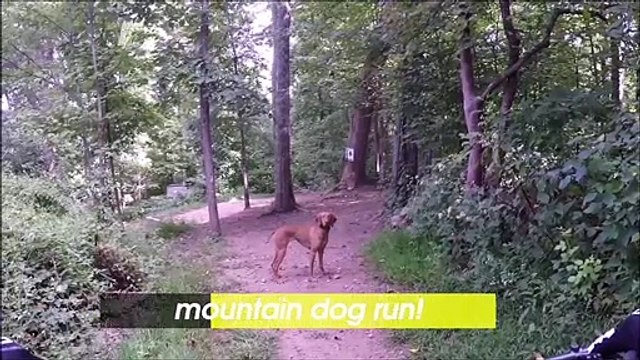 Watch as This Pup Ramps Up the Speed with His Mountain Biking Owner!