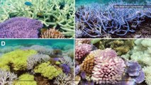 Science Can Help Explain The Phenomenon Known as ‘Coral Bleaching’