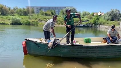 Köpeği poşete koyup, taşla beraber akarsuya attılar…