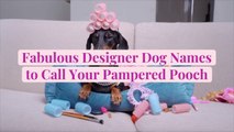 33 Fabulous Designer Dog Names to Call Your Pampered Pooch