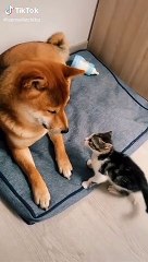 The cat plays with the dog 2