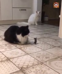 هد الفار  اما سكران أو عمات ليه البصيرة