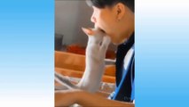 _rolling_on_the_floor_laughing_ Funniest _dog_ Dogs and _heart_eyes_cat_ Cats - Awesome Funny Pet Animals Videos _innocent_ ( 1080 X 1920 )