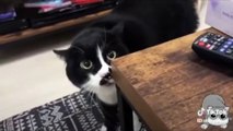 Cats talking !! these cats can speak english better than hooman ( 1080 X 1920 )