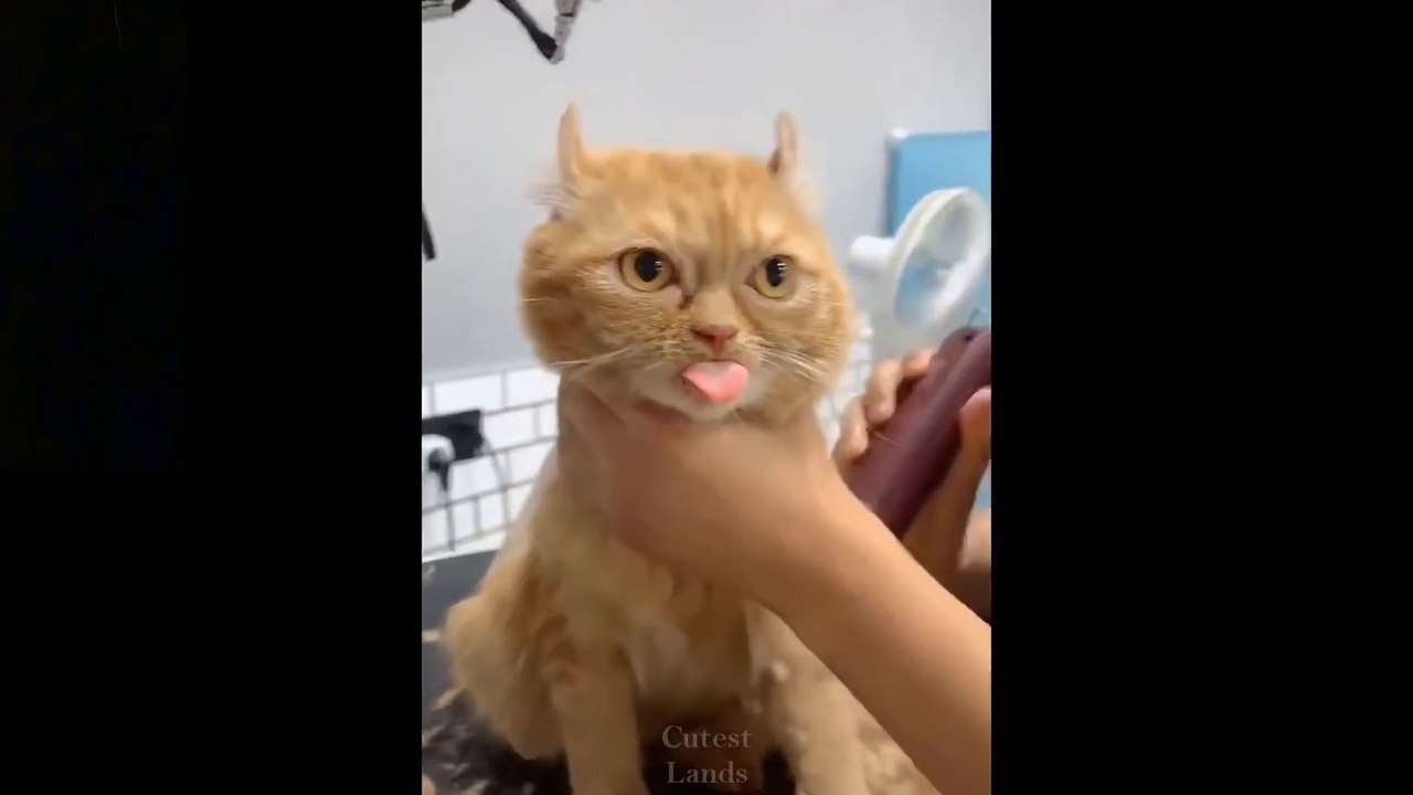 Omg! So Cute Pets _hearts_ Cute Baby Animals & Funny Pets Video Compilation ( 1080 X 1920 )
