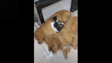 Baby Pets - Cute and Funny Pets Videos Compilation _heartpulse_ ( 1080 X 1920 )