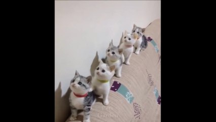 Funniest Pets _joy_cat_ Don't try to hold back Laughter _rolling_on_the_floor_laughing__rolling_on_the_floor_laughing_ ( 1080 X 1920 )