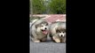Aww Cute Baby Animals Videos Compilation _hearts_ Best Funny Pets Videos ( 1080 X 1920 )