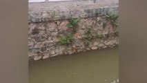 El angustioso rescate a un gatito que lucha por escalar el canal de un río en China