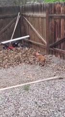 Boxer Puppy Plays in Leaf Pile