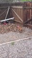 Boxer Puppy Plays in Leaf Pile