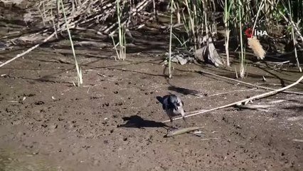 Martılardan sonra kargalar da inci kefali avında