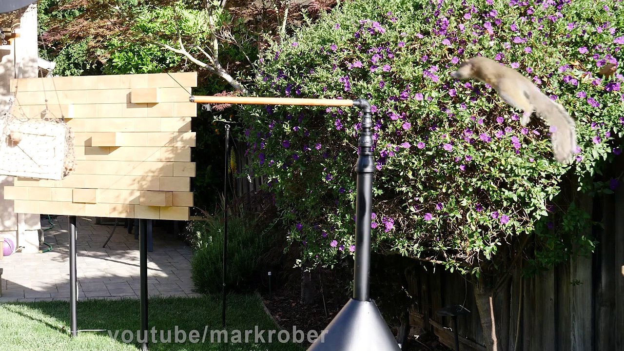 Ninja Warrior pour écureuils