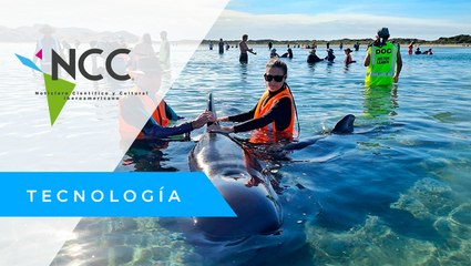 Rescatistas liberan 28 ballenas atrapadas en Nueva Zelanda