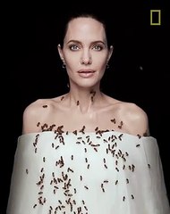 Angelina Jolie en el día mundial de las abejas
