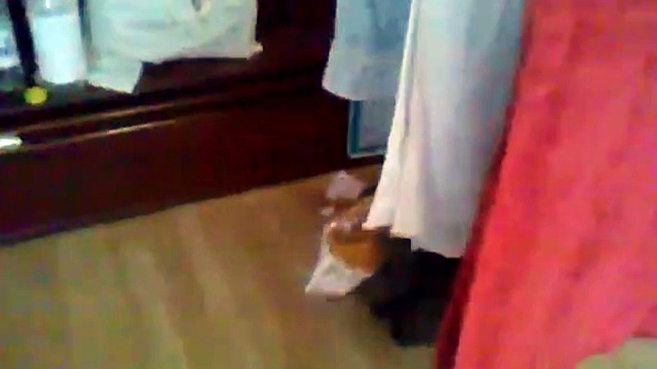 My cat and my biscotti