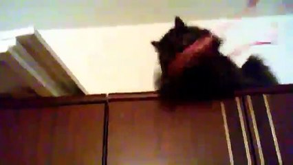 Let's play with my cat