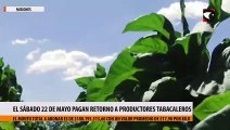 Este sábado pagan retorno a productores tabacaleros en Misiones