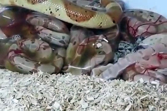 Boa yılanının doğum anı!