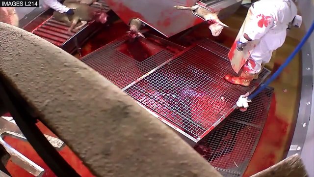 EXCLUSIVTÉ Le Point.fr : la saignée rituelle des moutons dans l'abattoir d'Alès