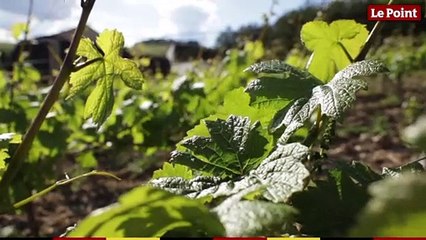 LES TUTOS VINS - Vin rosé : pourquoi seulement l'été ?