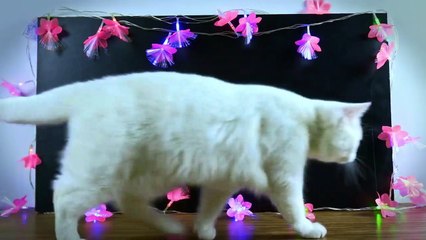 Plastic Bottles 150 Useful Tricks