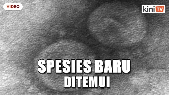 Penyelidik temui spesis koronavirus baru di Sarawak