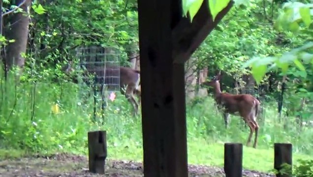 Don't feed wild deer.