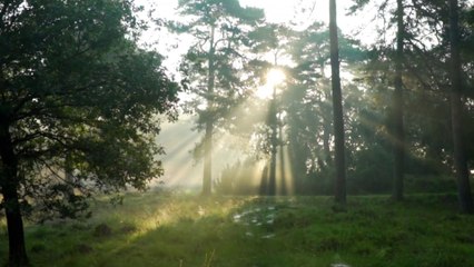 Birds Singing in Deep Forest | #Relaxingmusic | Mind Relax Video | #Peaceful