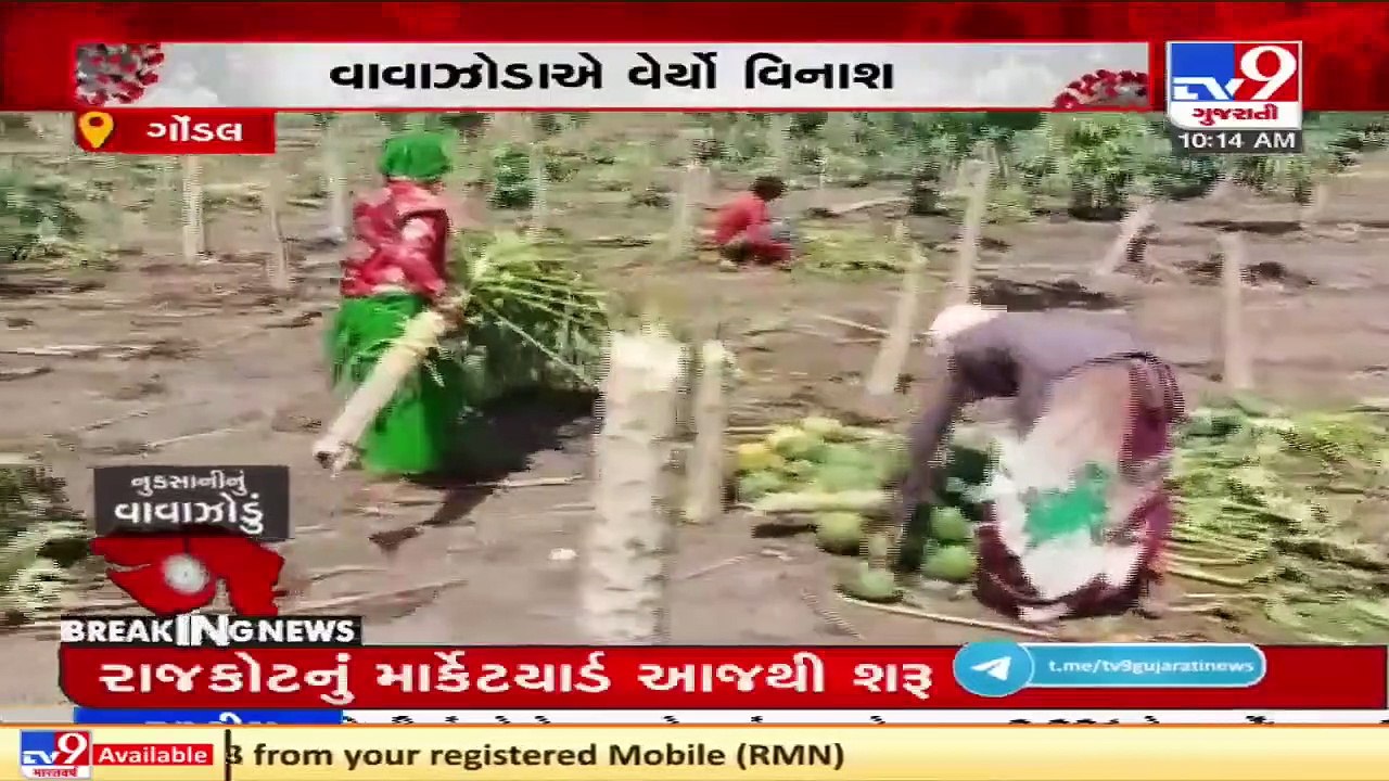 Gondal_ Papaya farmers face severe loss due to cyclone Tauktae _ TV9News