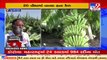 Junagadh_ Cyclone Tauktae wreaks havoc on banana crops, farmers demand early compensation _ TV9