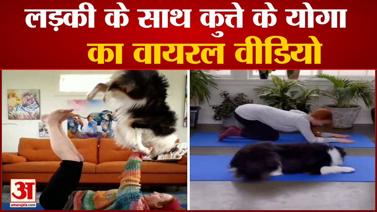 योगा करने वाले कुत्ते का वायरल वीडियो |  Dog Yoga Viral Video | Dog Doing Yoga With Her Owner Video