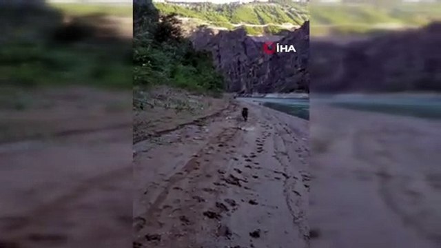 Balık tutmak için indiği baraj gölü kıyısında ayı saldırısından köpeği sayesinde kurtuldu